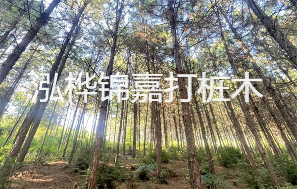 高效松木樁施工方法，打造堅固基礎(chǔ)保障工程