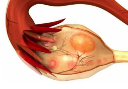 幫助卵泡天然發(fā)育的食物有哪些？這些促排食物千萬(wàn)別錯(cuò)過(guò)