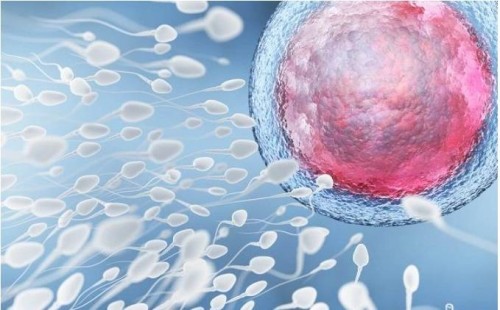 凍精和鮮精哪個(gè)進(jìn)行配胚胎好？